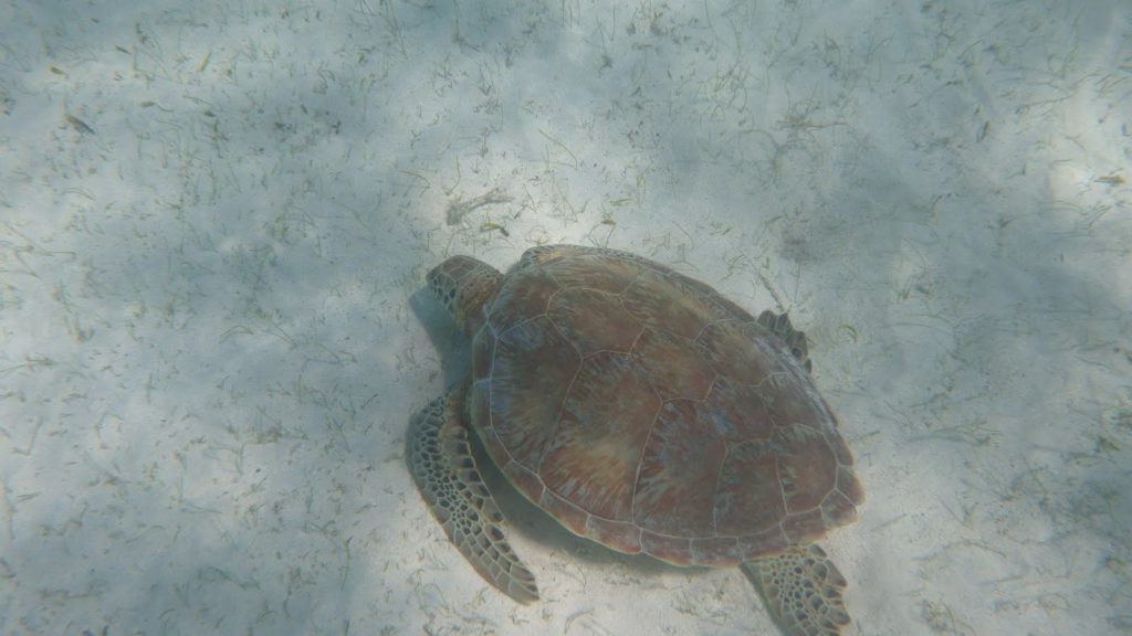 Grande Anse Villa du Soleil levant Location en Martinique au diamant